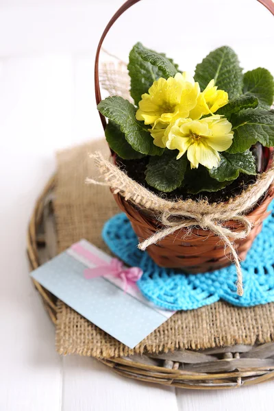 Yellow primrose in  wicker basket, on napkin, isolated on white — Stock Photo, Image