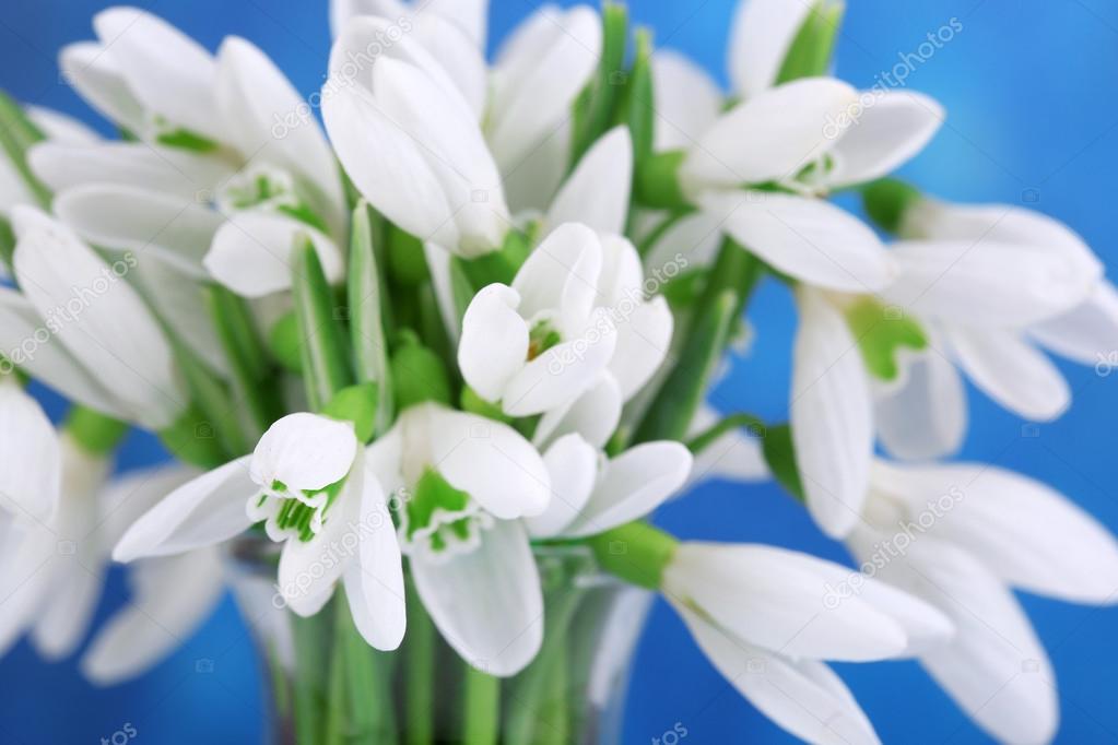 Beautiful snowdrops on bright background