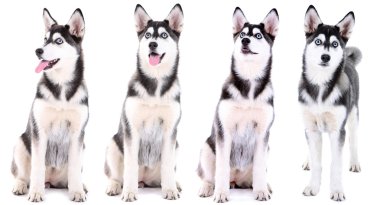 kolaj üzerinde beyaz izole şirin husky köpek