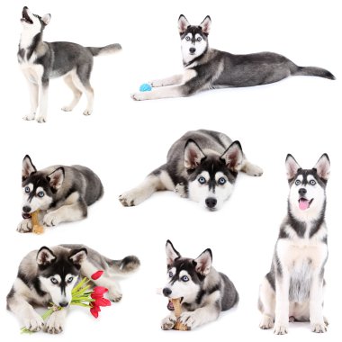 kolaj üzerinde beyaz izole şirin husky köpek