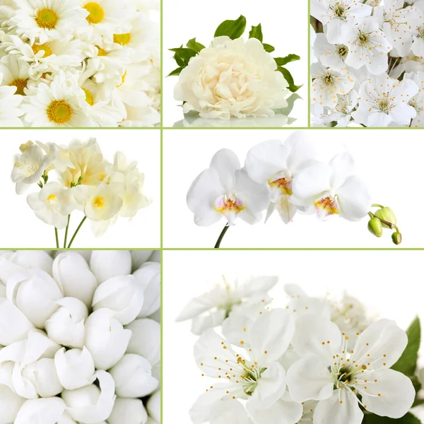 Kolaj farklı beyaz çiçek — Stok fotoğraf