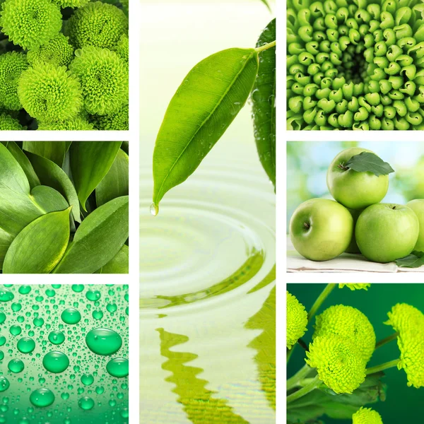 Collage von Fotos in grünen Farben — Stockfoto