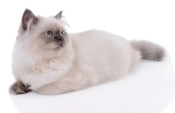 Gato bonito isolado em branco — Fotografia de Stock