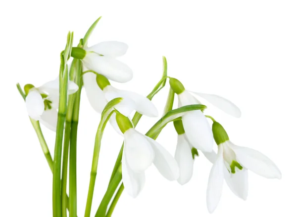 Beautiful snowdrops, isolated on white — Stock Photo, Image