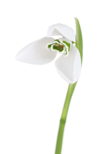 Beautiful snowdrop, isolated on white — Stock Photo, Image