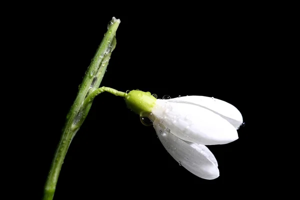 Beautiful snowdrop on black background — Stock Photo, Image