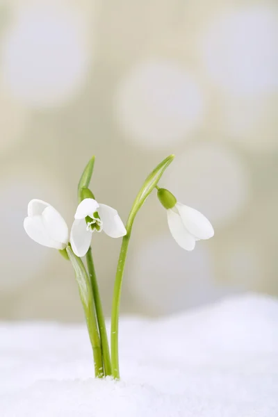 Beautiful snowdrops on snow, on light background — Stock Photo, Image