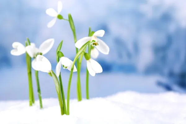 Beautiful snowdrops on snow, on nature winter background — Stock Photo, Image