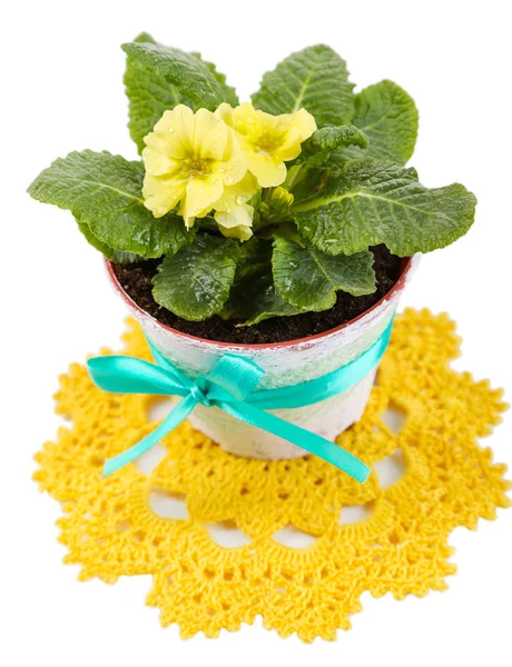Yellow primrose in pot on color napkin isolated on white — Stock Photo, Image