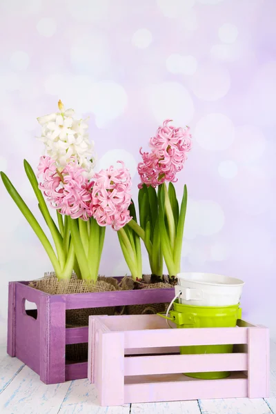 Hyacint in krat op tafel op lichte achtergrond — Stockfoto