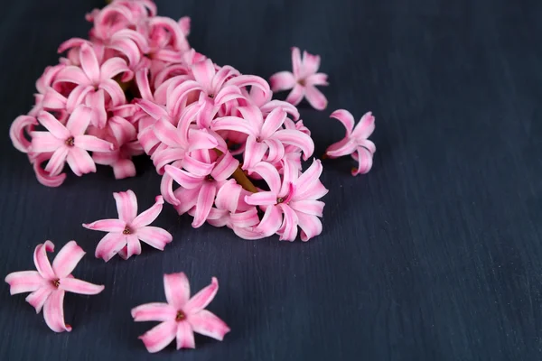 Jacinto rosa sobre fondo de madera — Foto de Stock