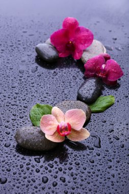 güzel çiçek açan orkide su damlaları ve gri arka plan üzerinde spa taşlar ile kompozisyon