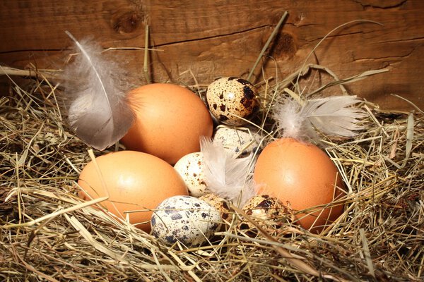chicken and quail eggs in a nest on wooden background