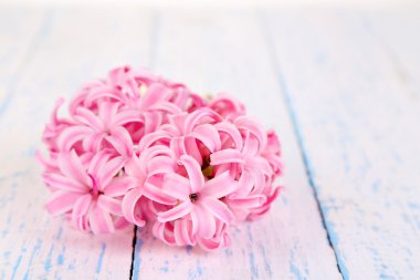 ahşap zemin üzerinde pembe sümbül