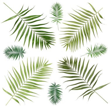 Collage of beautiful palm leaves isolated on white clipart