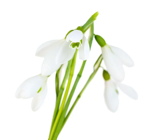 Beautiful snowdrops, isolated on white — Stock Photo, Image