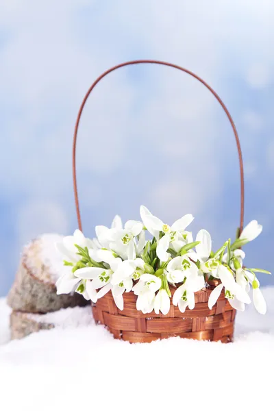 Krásnou kytici sněženky v proutěném koši na sněhu — Stock fotografie