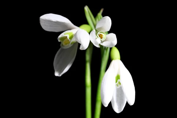 Beautiful bouquet of snowdrops on black background — Stock Photo, Image