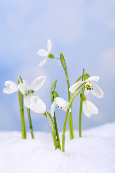 Beautiful snowdrops on snow, on nature winter background