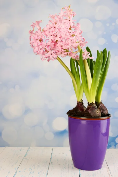 Pink hyacinth in pot on table on bright background — Stock Photo, Image