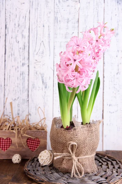 Jacinto rosa em vaso com caixa decorativa na mesa sobre fundo de madeira — Fotografia de Stock
