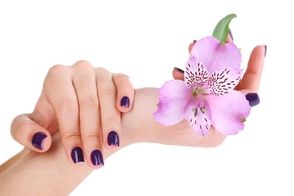 Mooie vrouw handen met bloem geïsoleerd op witpiękna kobieta ręce kwiat na białym tle — Zdjęcie stockowe