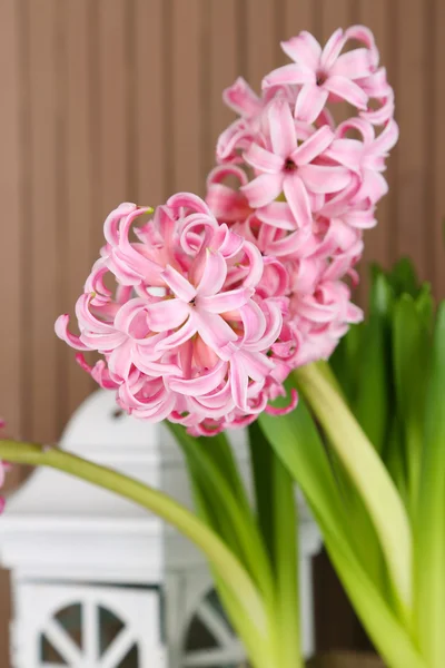 Hyacinth on wooden background — Stock Photo, Image