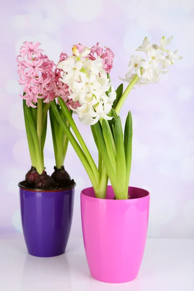 Hyacinth flowers in pots on table on bright background — Stock Photo, Image