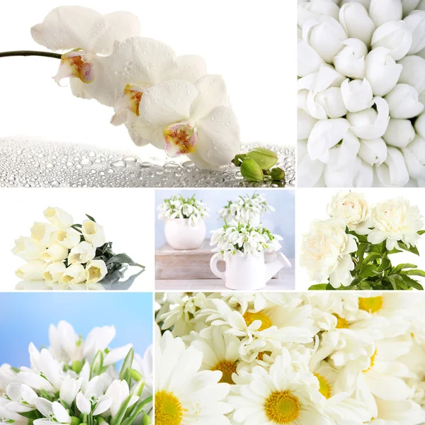 Колаж з різних білих квітів — стокове фото