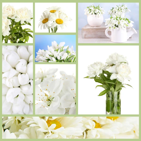 Collage de différentes fleurs blanches — Photo