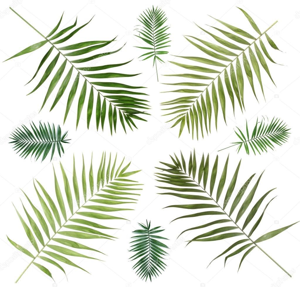 Collage of beautiful palm leaves isolated on white