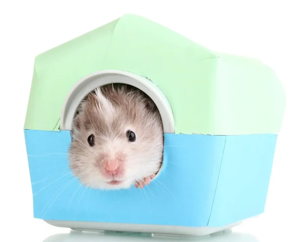 Söt hamster i huset isolerat vit — Stockfoto