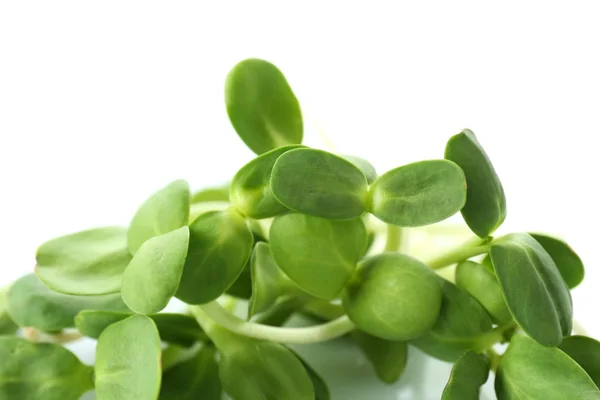 Groene jonge zonnebloempjes geïsoleerd op wit — Stockfoto