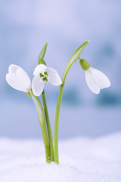 Beautiful snowdrops on snow, on nature winter background