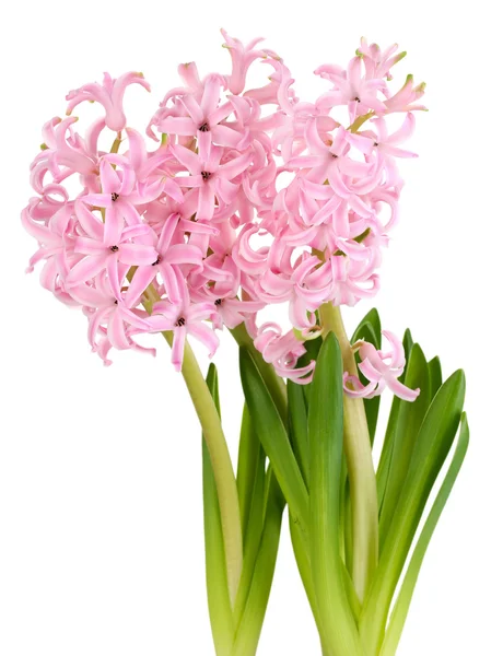 Pink hyacinth isolated on white — Stock Photo, Image