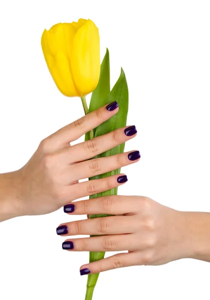 Belas mãos de mulher com flor isolada em branco — Fotografia de Stock