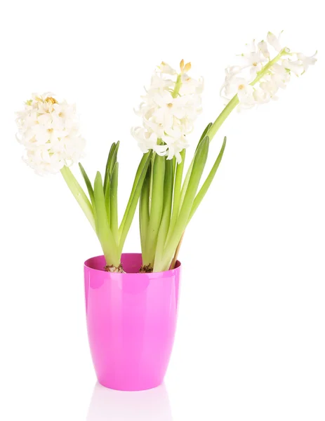 Hyacint in pot geïsoleerd op wit — Stockfoto