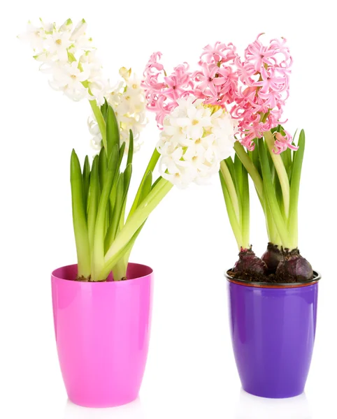 Hyacinth flowers in pots isolated on white — Stock Photo, Image