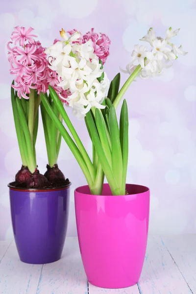 Hyazinthenblüten in Töpfen auf Tisch vor hellem Hintergrund — Stockfoto