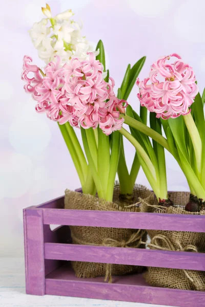 Hyacinth in crate on table on bright background — Stock Photo, Image