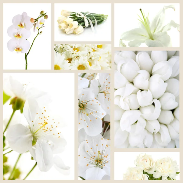Kolaż różnych białych kwiatów — Zdjęcie stockowe
