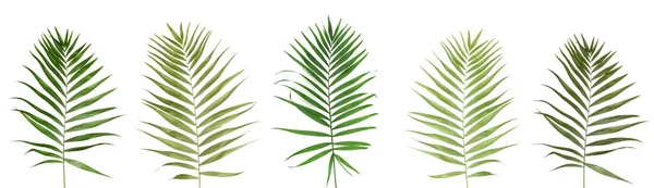 Collage de hermosas hojas de palmera aisladas en blanco —  Fotos de Stock