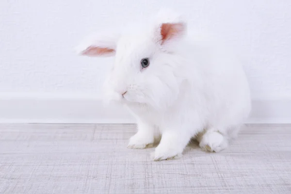 Ładny królik biały, z bliska — Zdjęcie stockowe