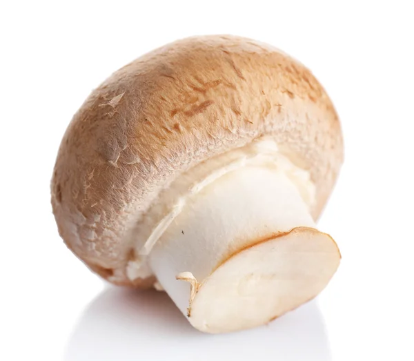 신선한 버섯 흰색 절연 — 스톡 사진