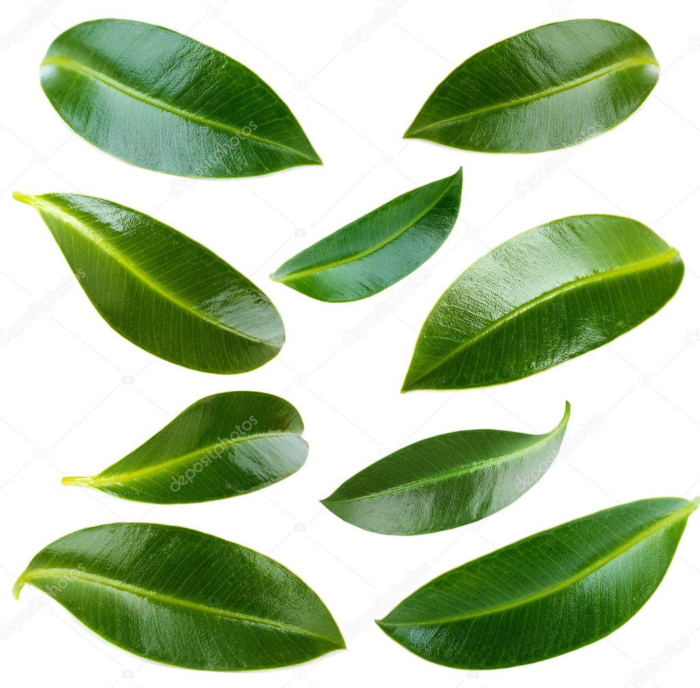 Collage of green leaves isolated on white