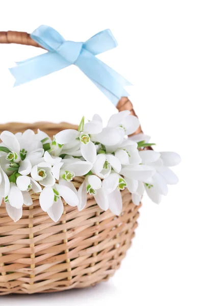 Beautiful snowdrops in basket, isolated on white — Stock Photo, Image