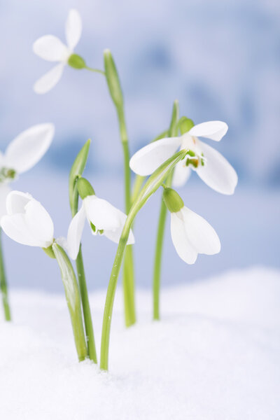 Beautiful snowdrops on snow, on nature winter background