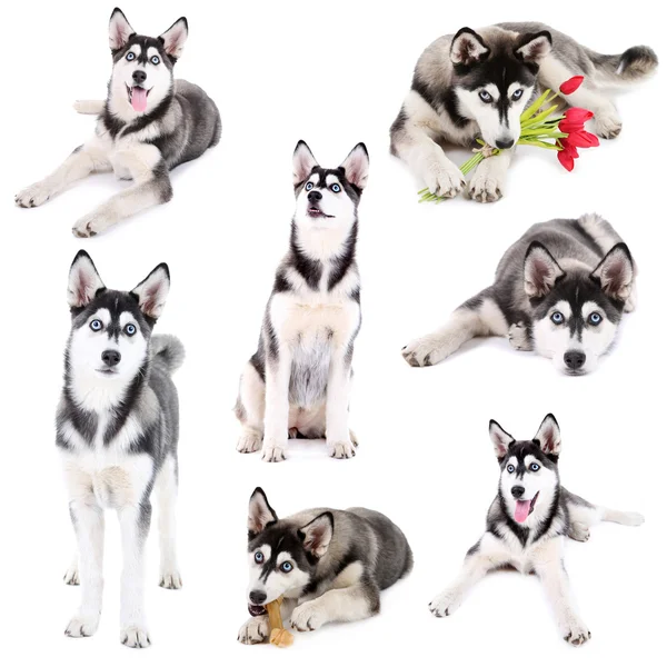 Collage of cute husky puppy isolated on white — Stock Photo, Image