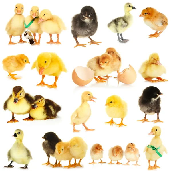 Collage av söta små kycklingar och ankungar — Stockfoto
