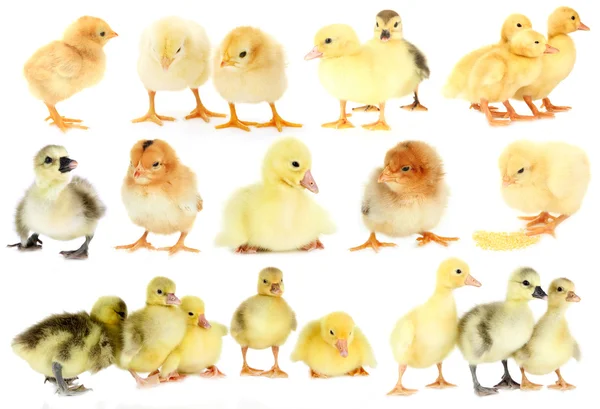 Collage de petits poulets et canetons mignons — Photo